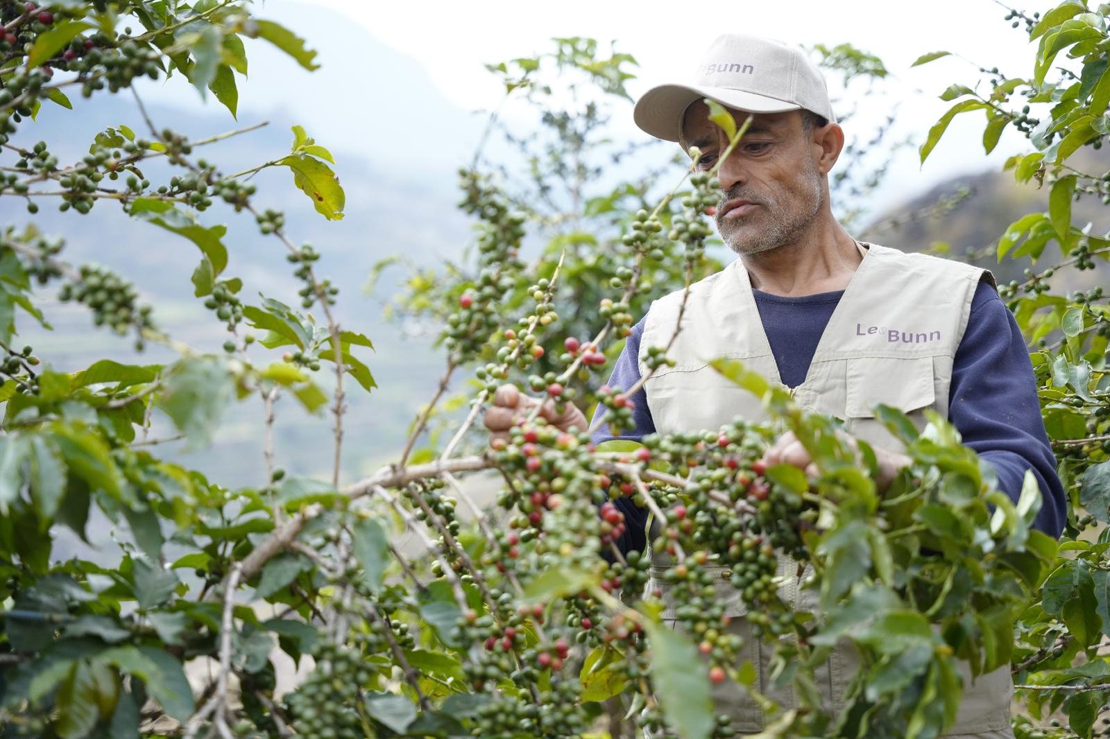 Terrasses de café dans les montagnes du Yémen